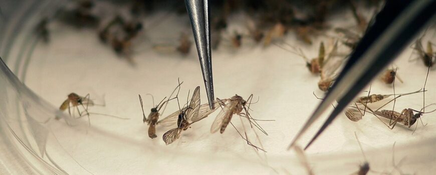 Σμήνη κουνουπιών απειλούν τη δημόσια υγεία